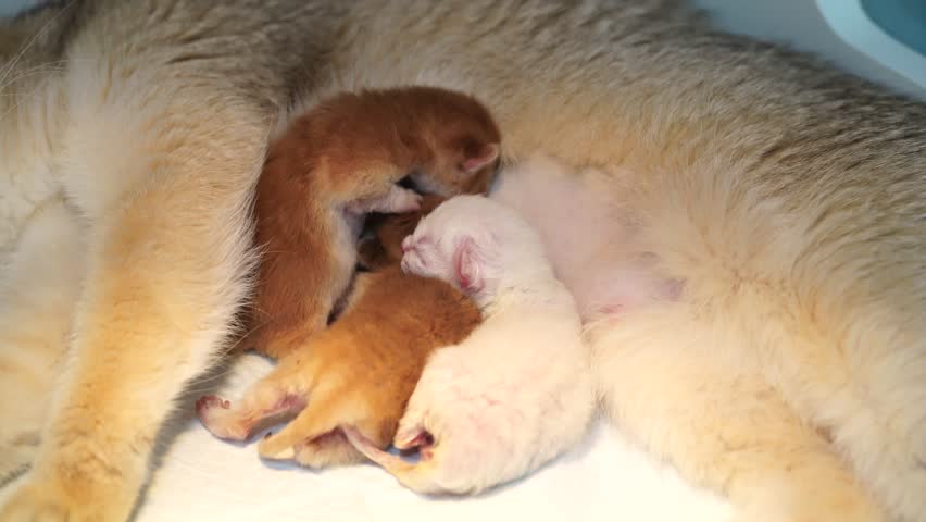 Newborn kitten fur sleeping nursing mother animal cute small domestic family together, orange and white kitten closeup, soft fur peaceful care, gentle warm cuddling, adorable pet feline baby group
