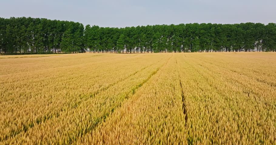 Golden ripe wheat field ready for harvest with green trees in the background, Anhui, China