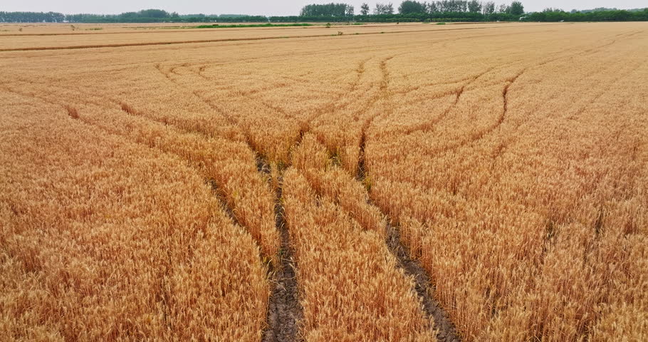 Aerial view of tractor tire tracks in golden wheat fields during harvest season in Anhui, China