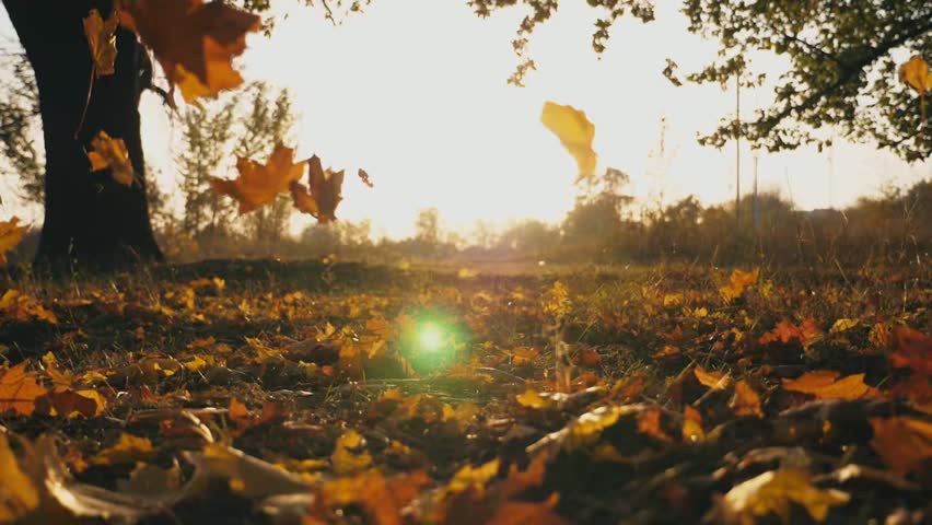 Yellow autumn leaves falling on forest lawn under warm sunset light, creating a peaceful natural landscape with glowing seasonal scenery.