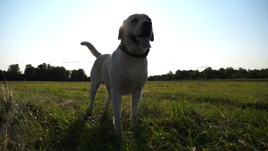 Cute Labrador retriever standing on meadow at sunset, happy golden dog with tongue out and wagging tail in green field, joyful pet lifestyle.