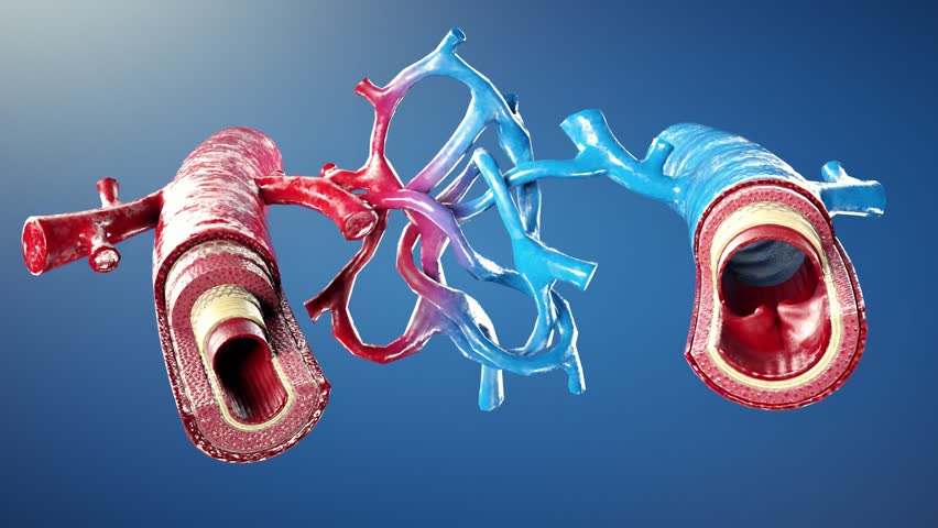 Cross Section of Human Blood Vessels Arteries and Veins with Red and Blue Blood Cells, Illustrating Circulatory System and Vessel Structure Differences in Wall Thickness and Color