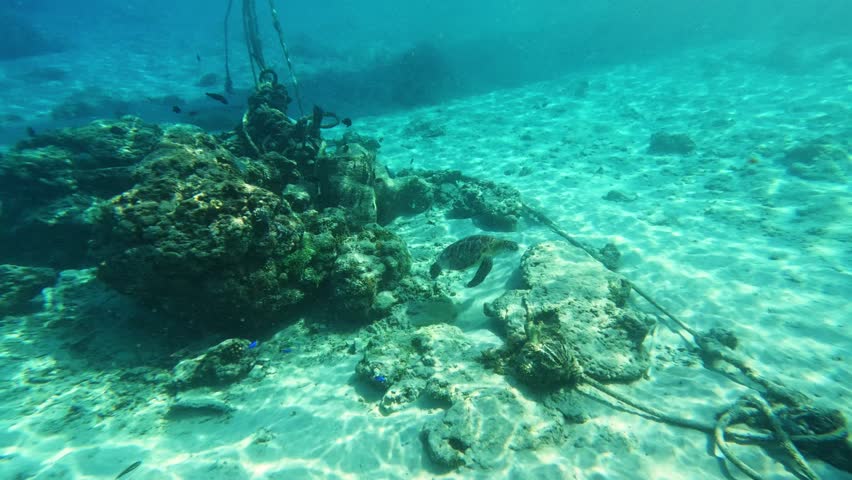 Sea turtle swimming gracefully over a coral reef in clear tropical water.