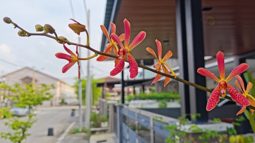 a branch of the hanging hybrids pinkish colored dendrobium orchid flower. 