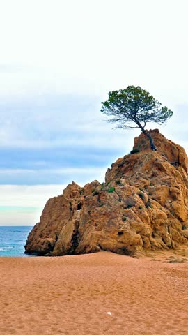 tossa de mar beach with iconic rock and pine tree, mar menuda cove in costa brava, scenic mediterranean coastal landscape in spain.
