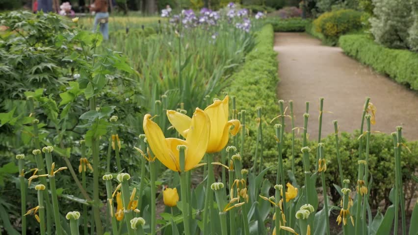 Yellow tulip blooms in a tranquil garden setting