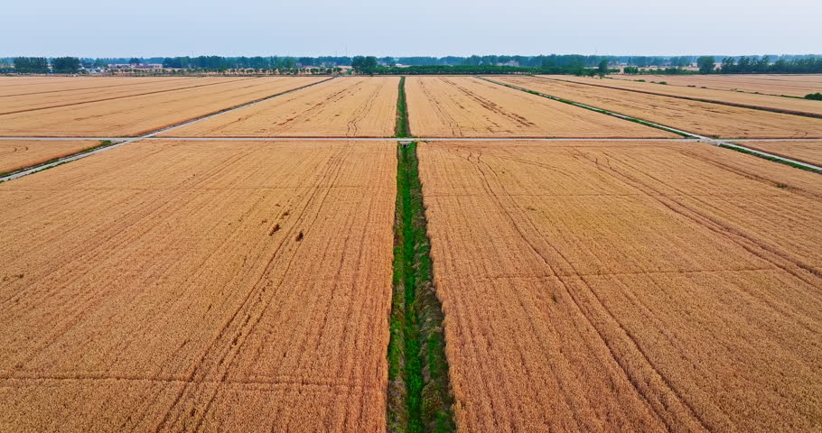 Aerial view of vast golden wheat fields divided by a central green irrigation canal during harvest season