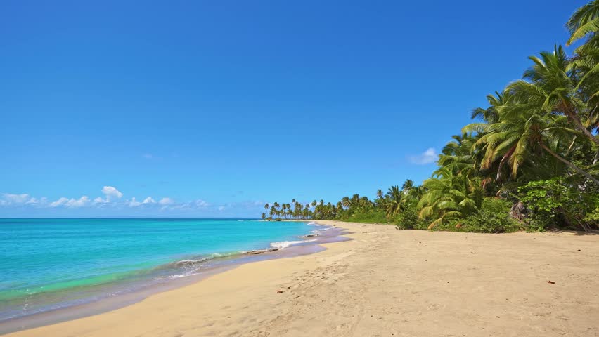 Sea waves on the yellow sand of a Dominican beach with palm trees. Ocean breeze through palm trees, remote tropical beach in the Caribbean Sea. Beautiful palm trees and turquoise blue waters on the island.