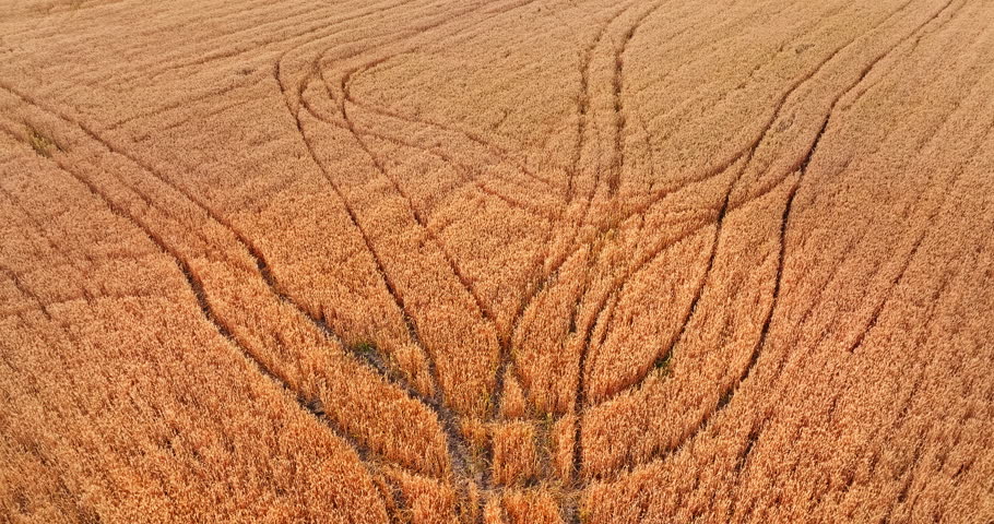 Aerial view of tractor tire tracks in golden wheat fields during harvest season 