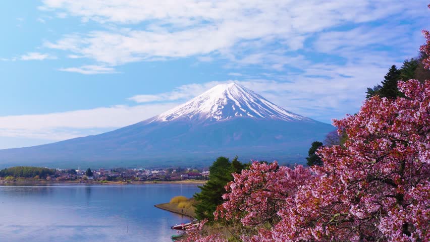 Sakura blossoms in Spring, Blooming with Mt Fuji, Establishing Shot Japan