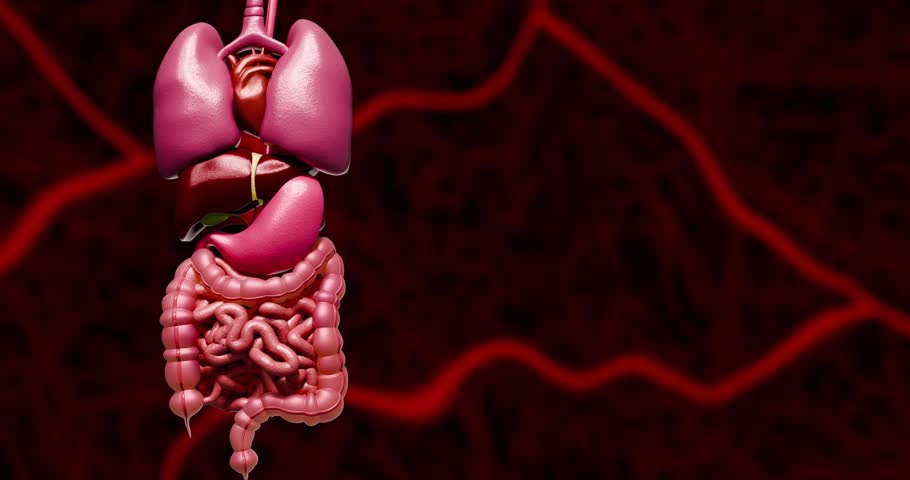 Visceral adipose tissue buildup around digestive organs illustrating metabolic syndrome, insulin resistance, chronic inflammation, and obesity related complications inside human body systems. 3D rendering.
