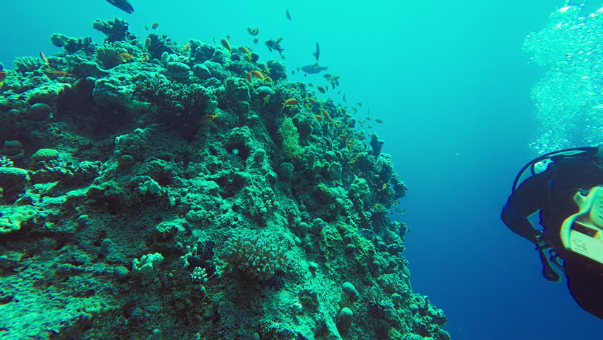 Underwater view of scuba diver swimming alongside vibrant coral reef wall descending into deep blue water. Reef is covered with diverse coral formations and marine life. Scuba diving in Red sea, Egypt