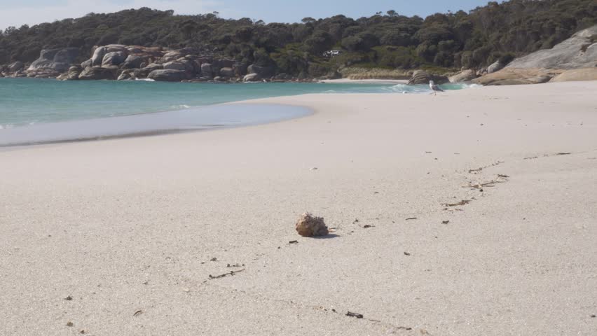 Hermit Crab In Shell On White Sand Beach With Waves Splashing And Seagull Running In Background. TAS, Australia. wide shot