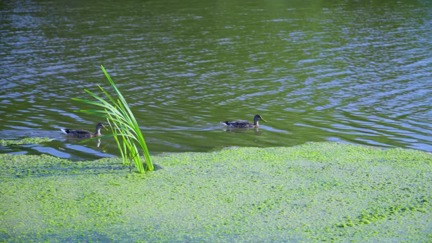 Two ducks are swimming in a pond among plants growing in the water