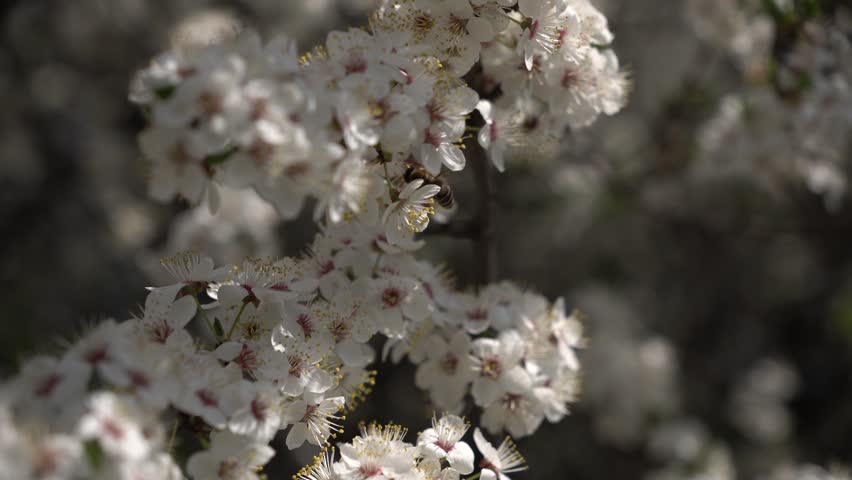 Macro shot of a honey bee collecting nectar and flying between white blossoms on a tree. Tracking shot following the bee