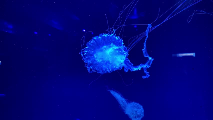 Glowing jellyfish floating in deep blue water aquarium scene