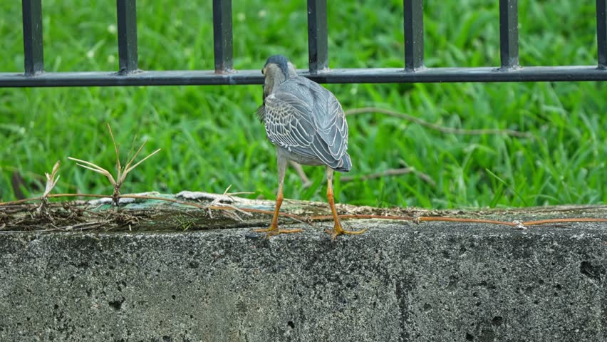 Back View of Striated Heron Bird, Standing On Concrete Wall And Holding Live Fish In Its Beak. close-up shot