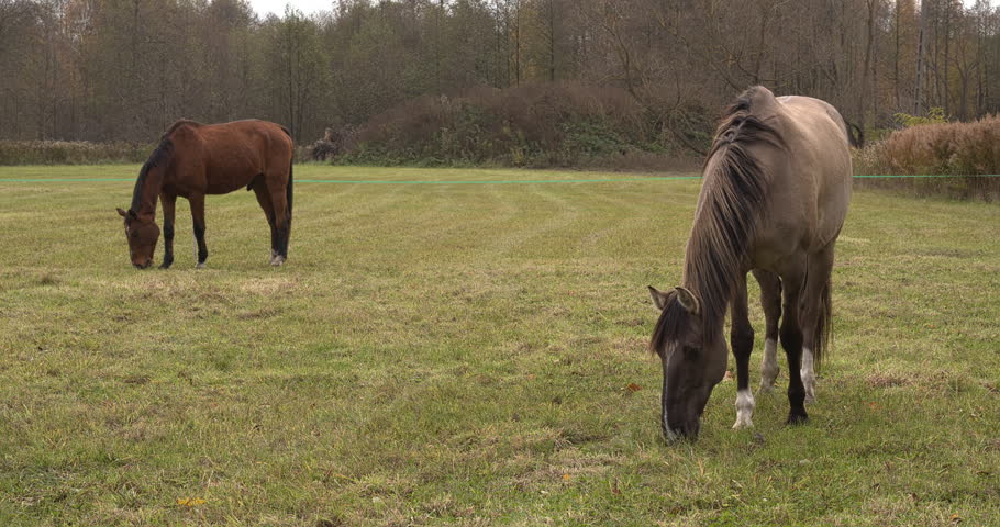 Two horses, a grullo Lusitano and a bay Wielkopolski, are grazing in the meadow at the edge of the forest.