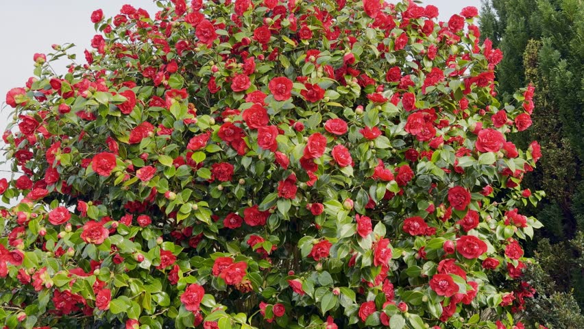 Large rosy-red flowers of Camellia japonica Kramer
