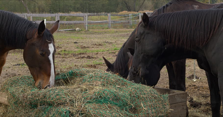 Close-up view of horses eating hay from a slow-feeder net in a paddock.