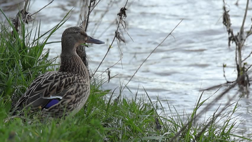 A wild duck sits by the water with eyes closed, lowering its head as subtle throat movement appears, resembling a quiet reflex, all captured in a serene riverside wildlife scene.