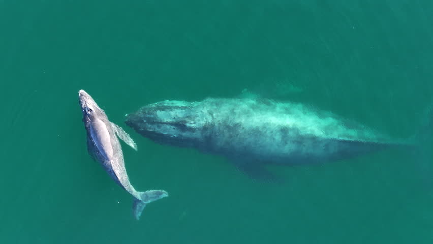Static aerial shot of a whale and his calf in Cortez Sea Mexico
