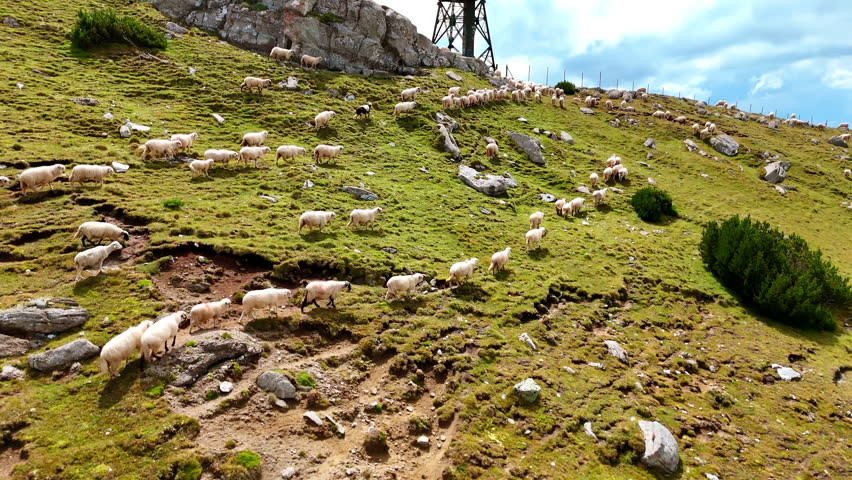 Following the white sheep flock walking by the green hill. Domestic animals on the pasture in the mountains. Aerial view.