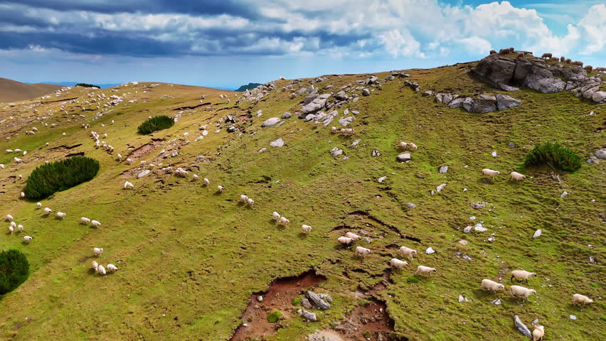 White fluffy sheep walking one by one by the green mountain slope. Footage over the pasture with livestock.