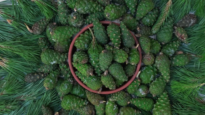 Green Pine Cones Harvest Natural Herbal Medicine Ingredient. Young Pine Cones Collection Natural Remedy and Jam Ingredient. Raw Pine Cones Background Rotation