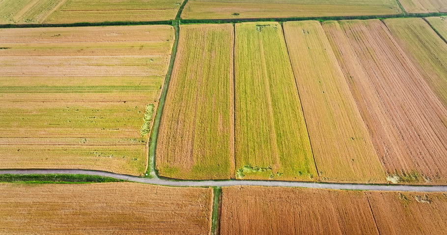Aerial view of golden wheat fields and agricultural landscape during harvest season
