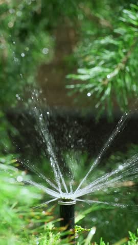 Sprinkler Irrigation in Garden Watering Conifer Plants. Lawn Sprinkler Water Spray in Garden Landscaping Maintenance. Smart Watering System Spraying Juniper Shrubs Summer Garden Vertical Video