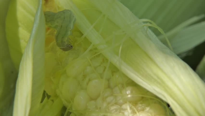 Green larva of corn earworm Helicoverpa armigera sits on young maize cob under green husk leaves. Medium shot, soft light, copy space. Survival Instinct and Interconnection.