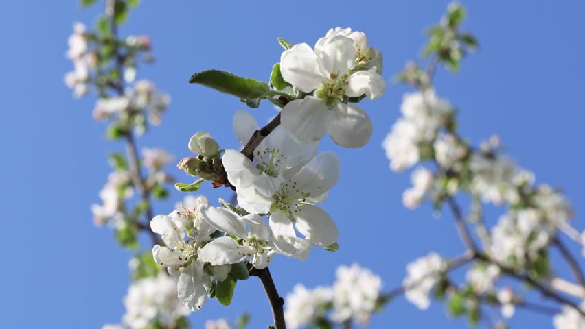 Apple Blossom with Bees Pollinating Flowers Spring Nature Background. Blooming Apple Tree with Flying Bees. Awakening of Nature