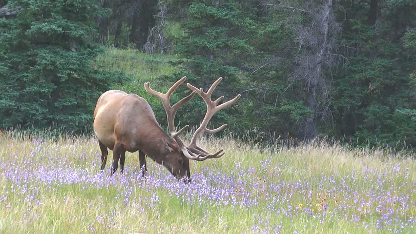An elk feeds on wildflowers in a grassy area surrounded by trees. The scene shows the animal peacefully eating as flowers bloom around it. Morning light shines down, enhancing the view.