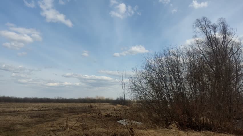 Bare spring bushes in a dry field under blue sky