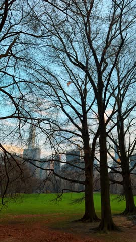 Bare trees in Central Park with Manhattan skyscrapers background. Tall leafless trees on green lawn in Central Park New York with city skyline under blue sky.