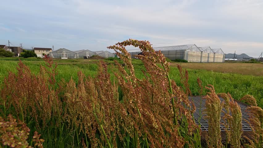 Wide view of a rural agricultural field with plants swaying in the wind in the foreground and multiple greenhouses in the background. Peaceful countryside scene with natural movement, showcasing farming environment, open landscape, and calm outdoor atmosphere.