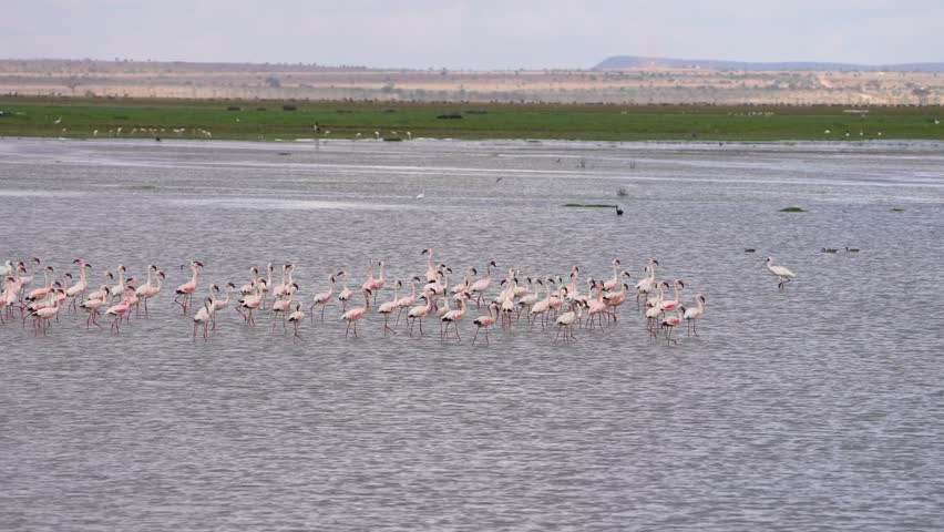 Flamingos United – A Beautiful Lake Formation