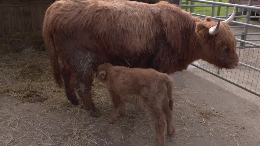 slowmotion shot of a highland cow calf start suckling on its mothers teats