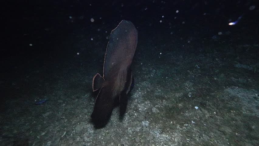 Close handheld underwater night footage of a juvenile pinnate batfish gliding over sandy seabed at Looc Beach, Surigao, Philippines.