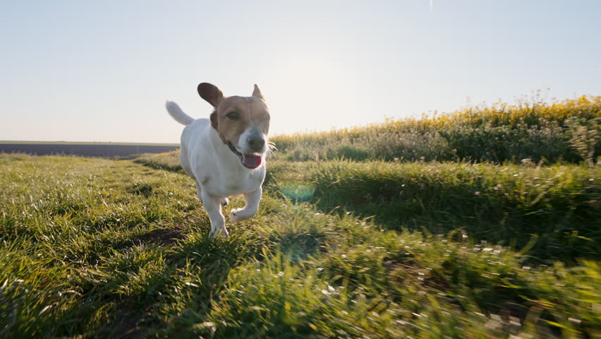 Small dog sprinting green grass road between agricultural sunflower plantations. Golden sunset light summer trip. Jack Russell Terrier active exercise nature. Pet care healthy lifestyle footage concept