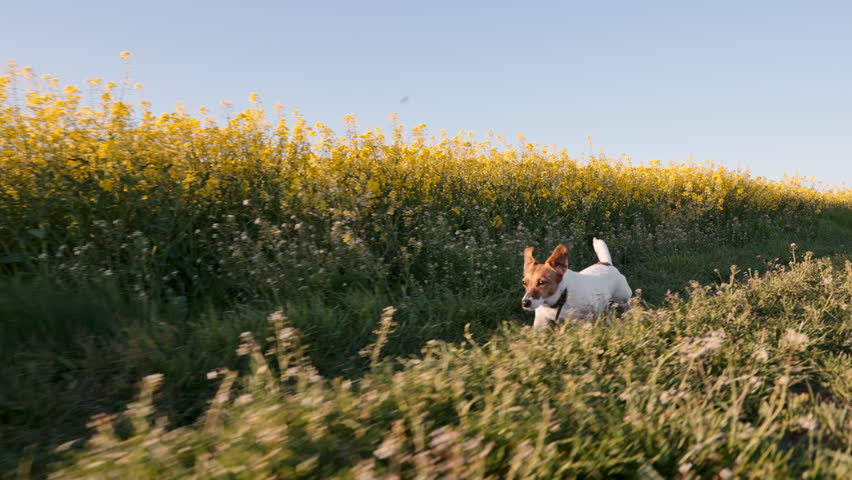 Happy dog running path between sunflower agricultural fields. Sunset light summer landscape background. Jack Russell Terrier pet exercise outdoor nature. Animal care active lifestyle concept footage