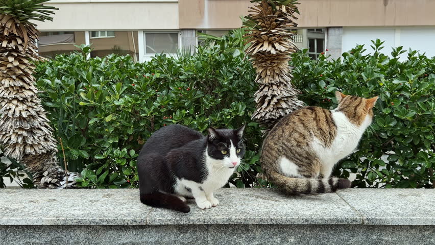 Two cats are sitting on a stone wall. One cat is black and white, and the other is brown and gray. They look towards a green hedge in an urban setting on a sunny day.