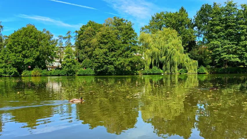 A tranquil pond mirrors the lush greenery surrounding it. Ducks swim gracefully, while the sun filters through the trees, creating a peaceful late summer atmosphere.