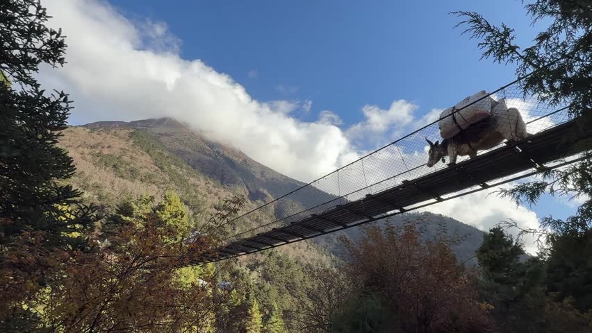Yaks crossing a suspension bridge in the Himalayan mountains of Nepal. Scenic travel landscape with pack animals, traditional transport, nature, adventure, and peaceful mountain atmosphere
