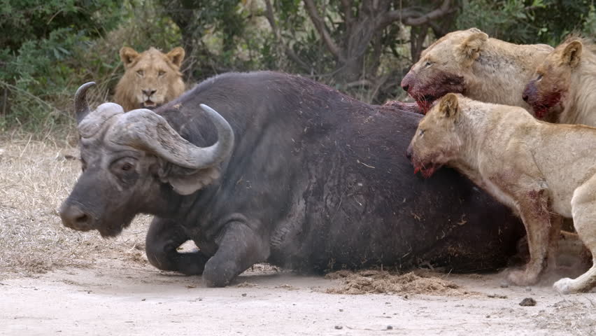 Medium shot slow motion of a lion pride subduing a buffalo after a takedown, showing intense predator-prey interaction in the African wilderness, South Africa