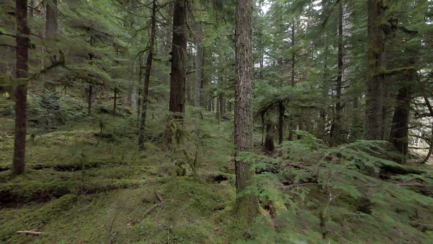 Flyover old growth in South British Columbia in Canada.