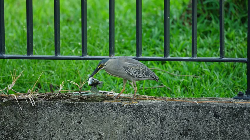 Striated Heron Holding Small Fish In Its Beak While Standing On Concrete Wall With Black Metal Fence. close-up shot