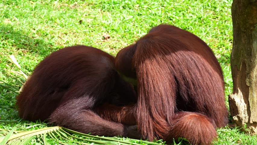 Two orangutans engage in social bonding behaviour, close up shot.