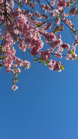 Pink cherry blossom against blue sky, vertical video.